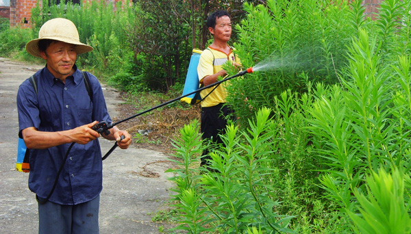 蒋华镇抓紧剿灭“加拿大一枝黄花”(图)