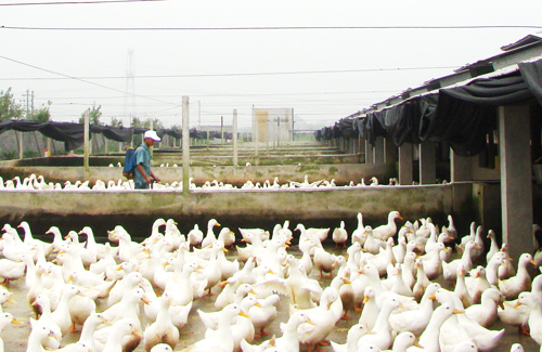 “丽佳禽业”产业化经营模式效果好(图)